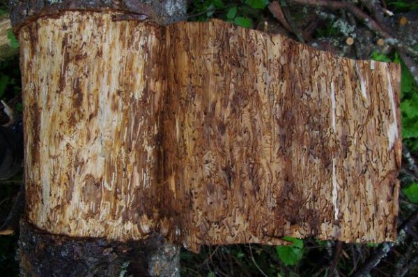 Ilustračn&eacute; foto: arch&iacute;v Lesmedium.sk