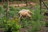 Experimentálna plocha výmladkového lesa s pastvou ovcami 