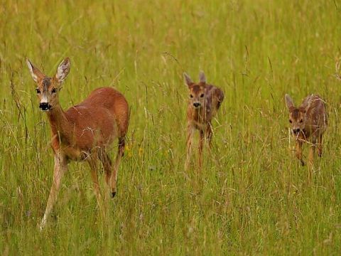 Ilustračné foto: Ing. Patrik Komora 