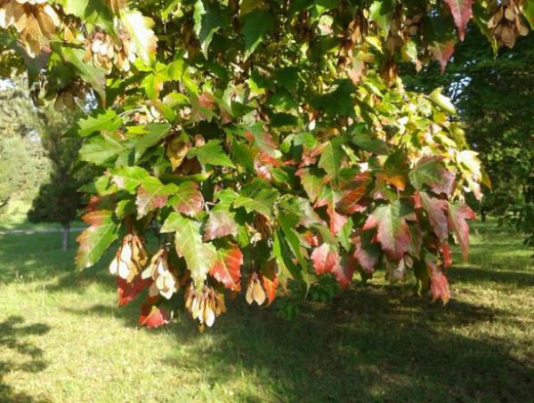 Jeseň v Arbor&eacute;te Borov&aacute; hora