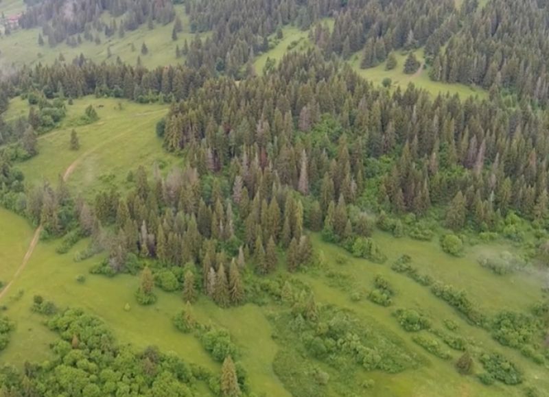 Z&aacute;ber z dronu na lesn&eacute; porasty