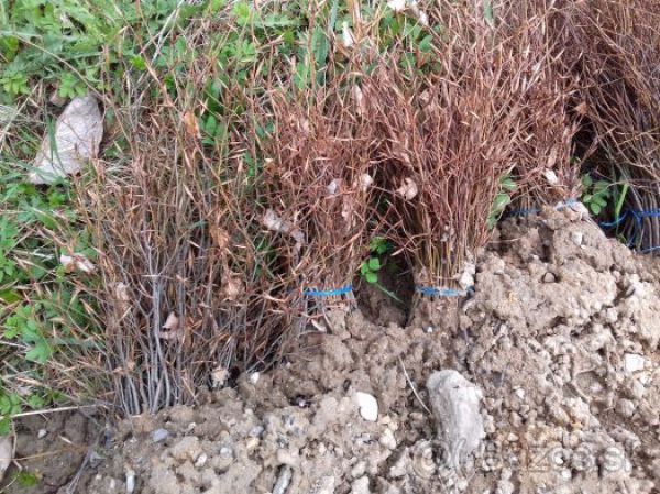 Stredoškoláci zalesňovali