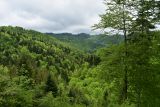 Rozsiahle lesné komplexy v Čergovskom pohorí