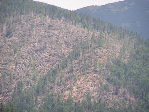 Emisie ľudia môžu znížiť, vetru však v ničení lesov nezabránia