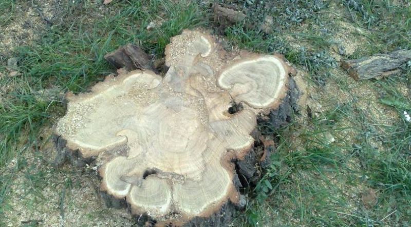 Za dva spílené stromy hrozí mužovi väzenie