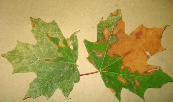 Opatrenia proti zavlečeniu &scaron;kodcov