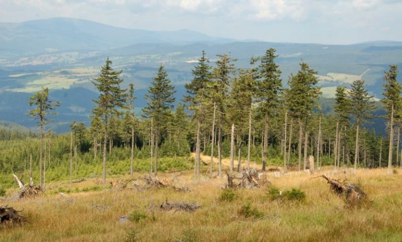 Smrečiny v Jeseníkoch