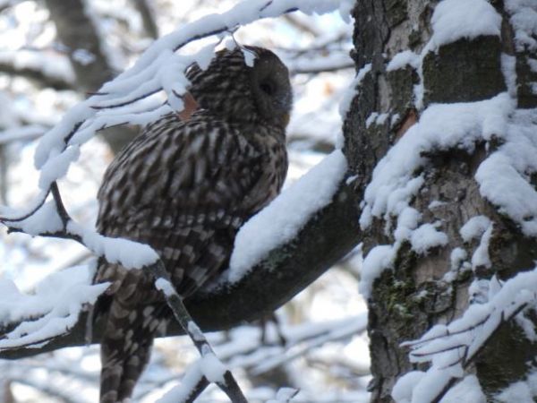 Ilustračn&eacute; foto Ing. Marek Nosko