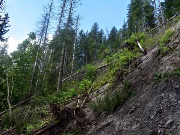 Odlesňovanie spôsobené bezzásahovým režimom 