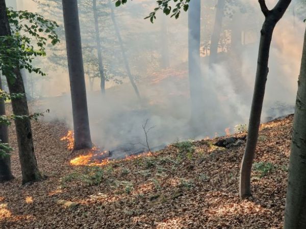 Ilustračné foto: Mestské lesy Košice, a.s. 