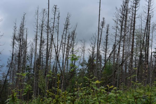 Ilustračn&eacute; foto: Jozef Marko 