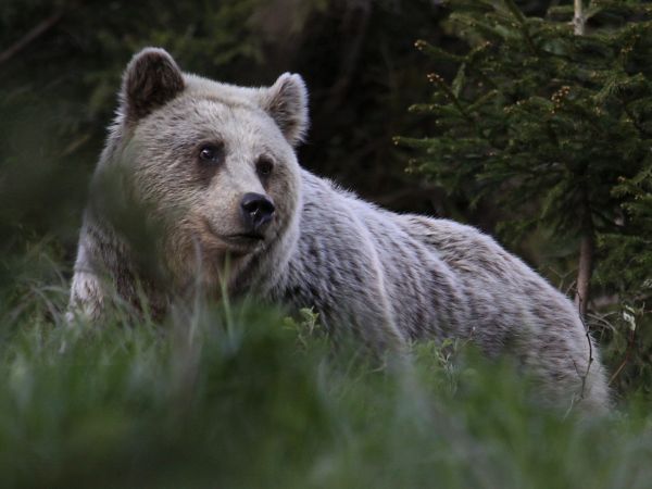Ilustračné foto: Ing. Pavol Lenko 