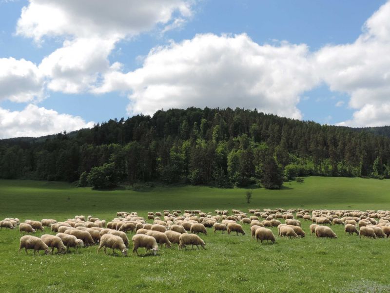 Ilustračné foto: archív Lesmedium.sk 