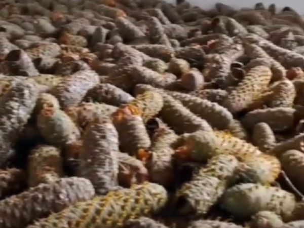 Zdroj: FB stránka LESY SR š. p. 