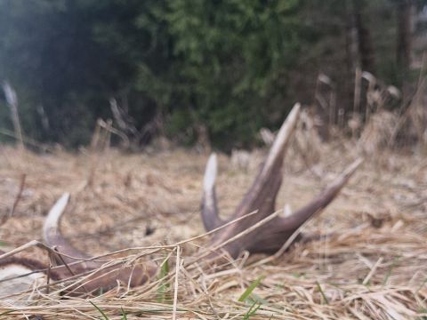 Zdroj: FB stránka LESY SR š. p. 