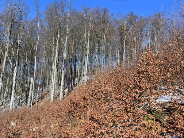 Ilustračn&eacute; foto: Jozef Marko 