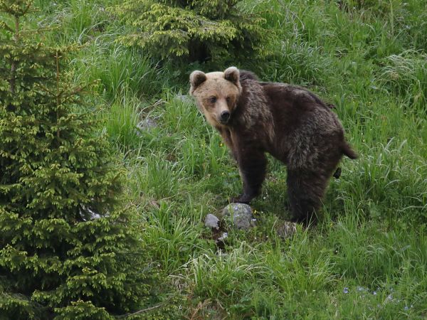 Ilustračné foto: Ing. Pavol Lenko 