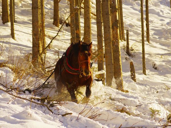Ilustračné foto: Ing. Ján Slivinský 