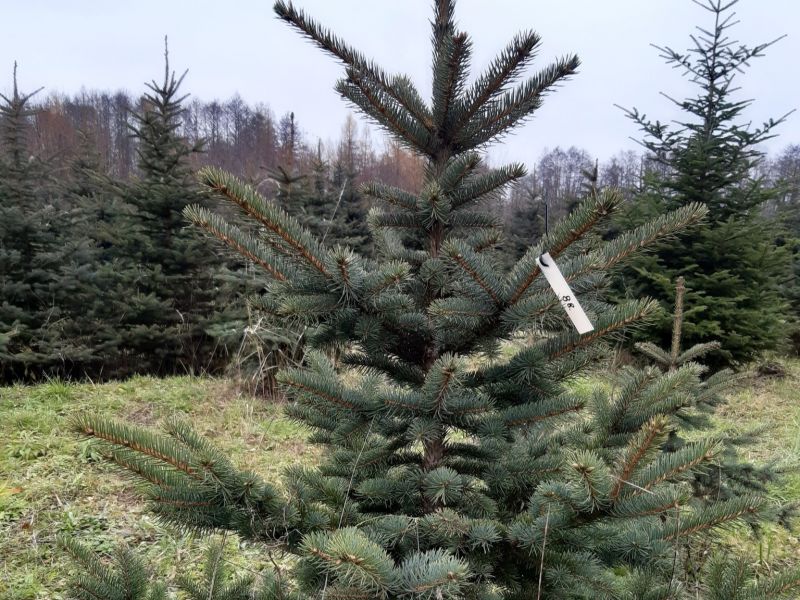 Ilustračné foto: FB stránka LESY SR 