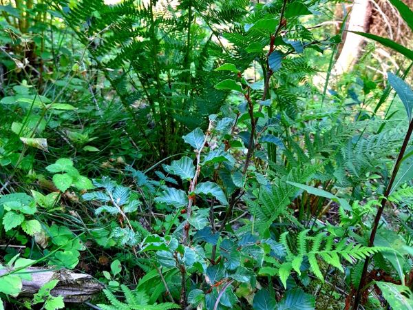 Ilustračné foto: Ing. Pavel Homola