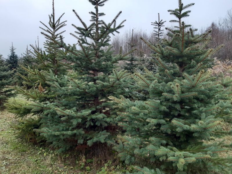 Vianočné stromčeky z produkcie štátneho podniku LESY SR 