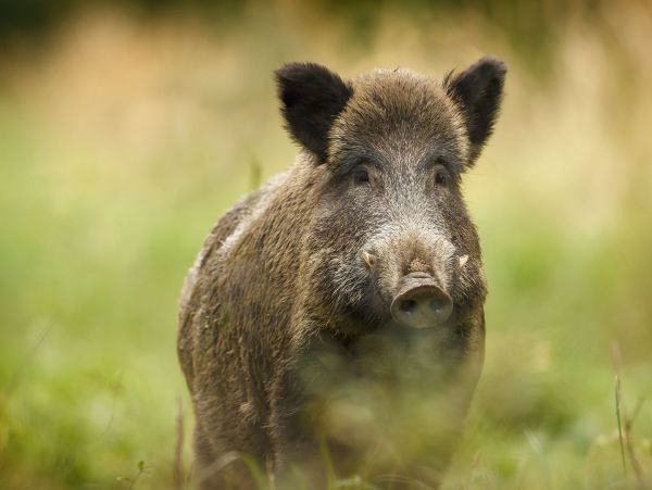 Diviaky obsadili m&uacute;zeum vo Zvolene