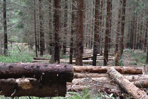 Kalamitn&aacute; ťažba