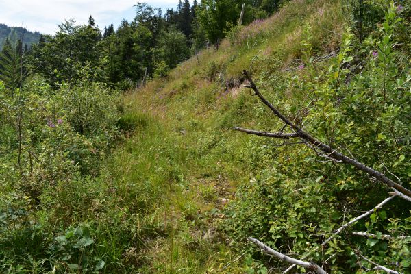 Zarasten&eacute; pierko na obnovovanej ploche nad Vy&scaron;nou Bocou 