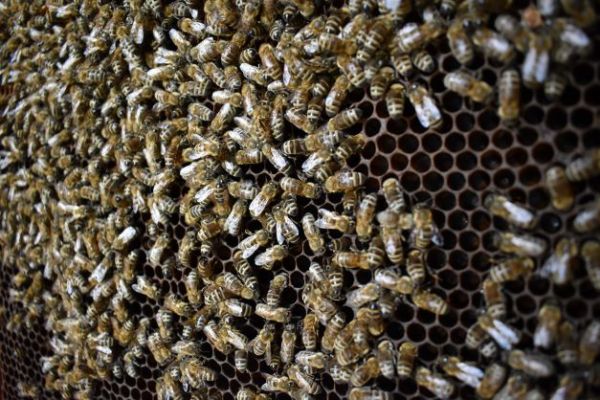 Ilustračn&eacute; foto: arch&iacute;v Lesmedium.sk