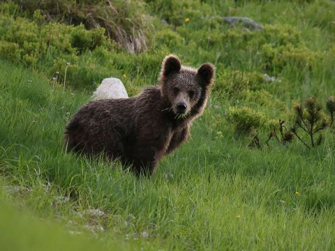 Ilustračné foto: Ing. Pavol Lenko 