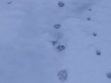Stopy vlka a líšky v snehu 