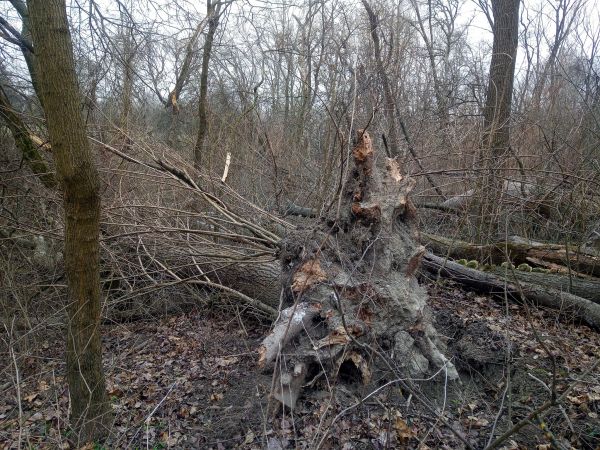 Komentovan&aacute; fotografia v luižnom lese