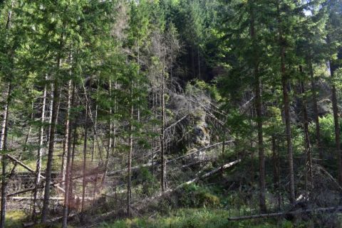 Vlastníci lesov vo Vrátnej hovoria, že ich dedovia sa v hrobe obracajú pri pohľade na pováľané stromy, ktoré nesmú spracovať kvôli ochranárom 