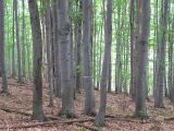 Vo Vikartovciach využijú eurofondy na lesy