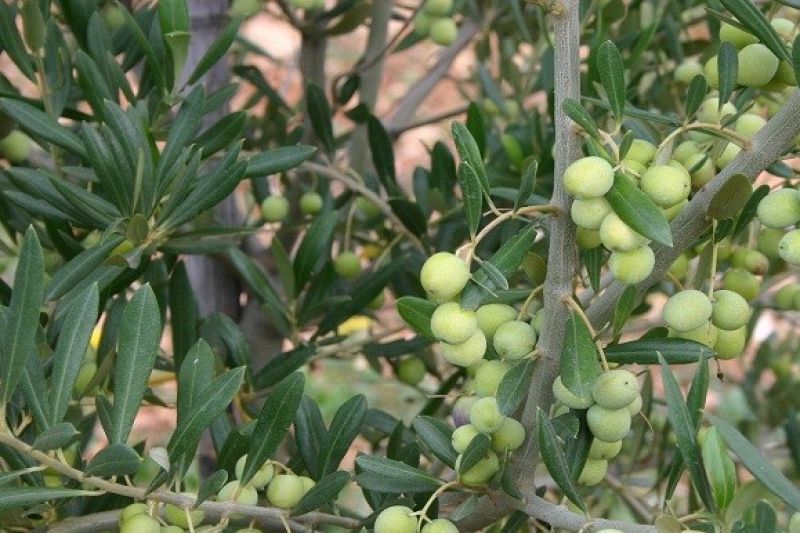 Ohrozené olivové bohatstvo