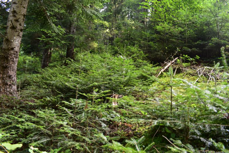 Ilustračné foto Jozef Marko