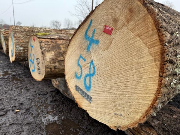 Zdroj: Internetov&aacute; str&aacute;nka LESY SR 