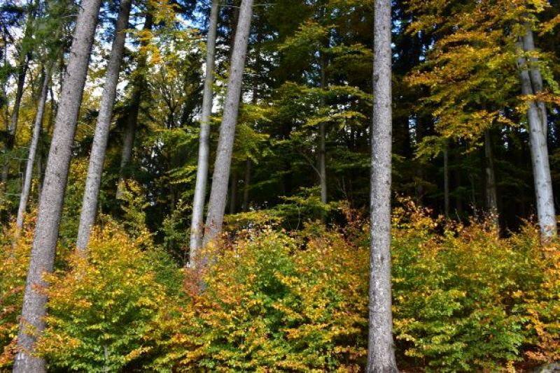 Porasty v Mestských lesoch Pelhřimov 