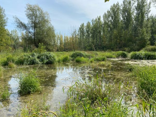 Obnovená mokraď na lokalite Mačacie