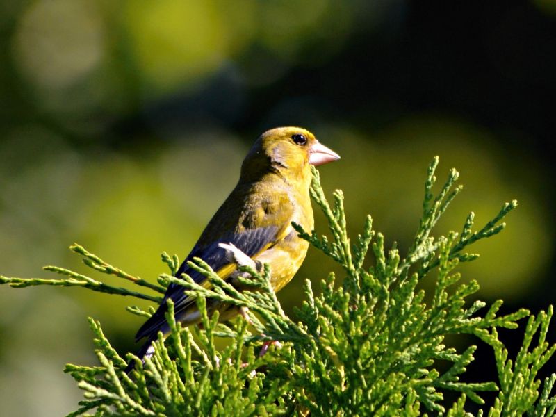 Ilustračn&eacute; foto: Ing. J&aacute;n Zamborsk&yacute; 
