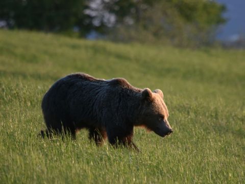 Ilustračné foto: Ing. Pavol Lenko 
