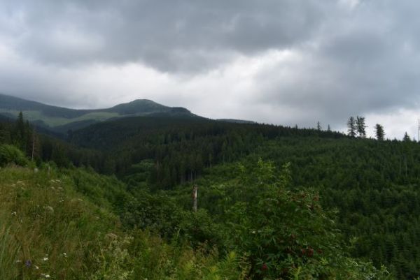 Rozsiahle kalamitn&eacute; plochy, obnoven&eacute; a vychov&aacute;van&eacute; lesn&iacute;kmi pod Kr&aacute;ľovou hoľou