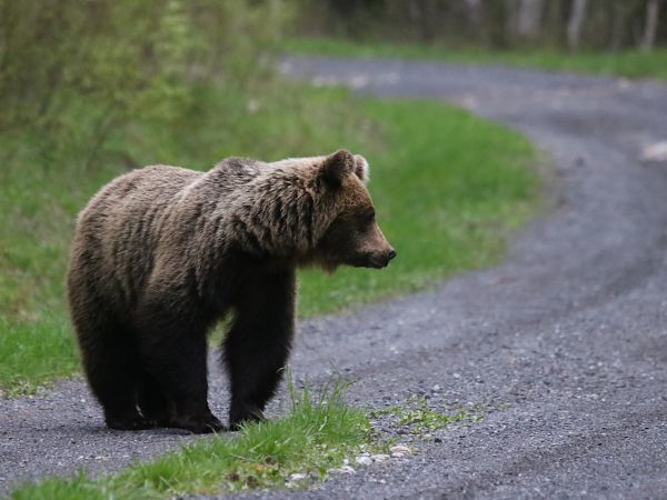 Ilustračné foto: Ing. Pavol Lenko 