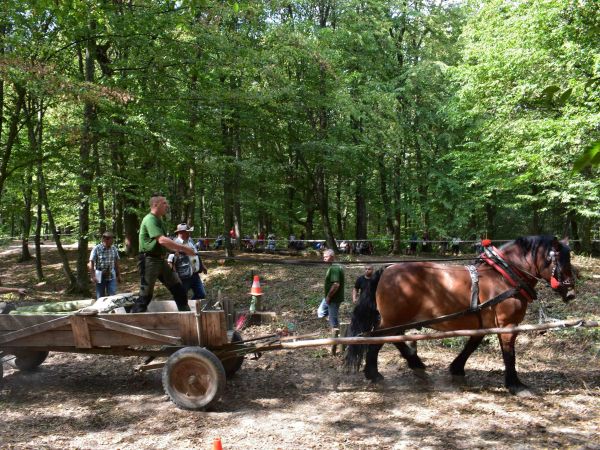 V are&aacute;li Sobraneck&yacute;ch k&uacute;peľov sa každoročne konaj&uacute; furmansk&eacute; preteky 