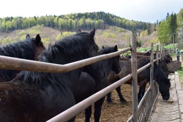 Chov kon&iacute; na Mur&aacute;nskej planine 