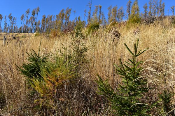 Obnoven&eacute; kalamitn&eacute; plochy s nov&yacute;m lesom