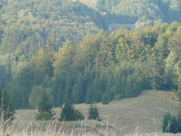 Na lesnom pozemku môže ťažiť andezit