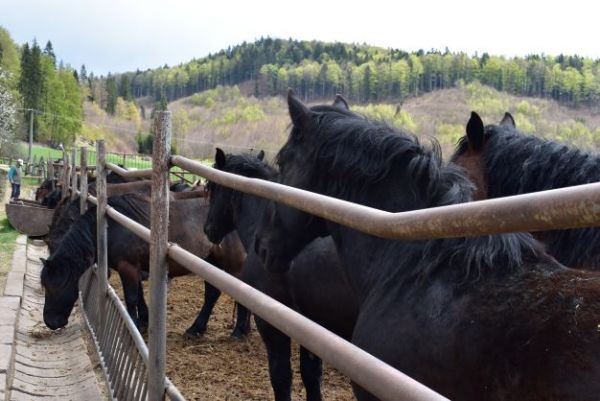Noriky mur&aacute;nskeho typu na Veľkej L&uacute;ke 