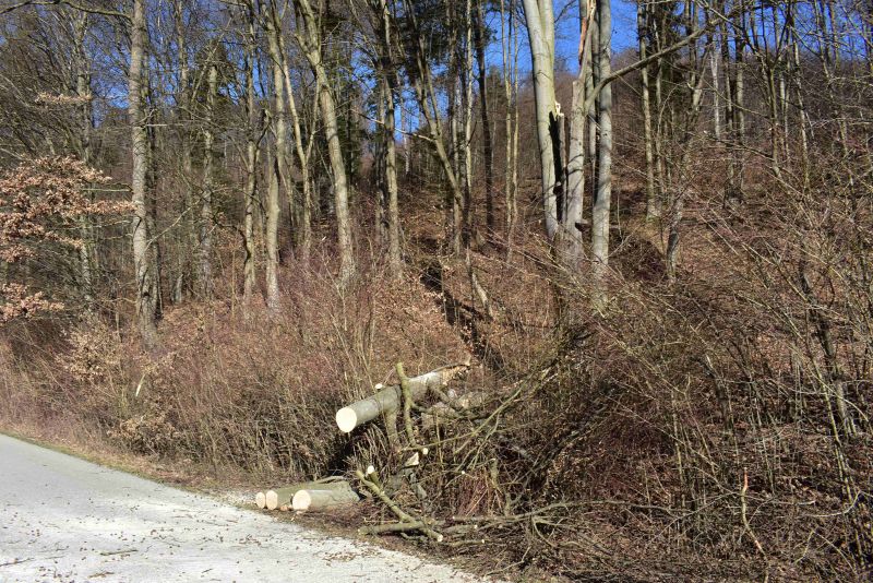 Cestári budú spolupracovať s banskobystrickými mestskými lesníkmi: Odborníci dohliadnu na výrub stromov pri údržbe ciest