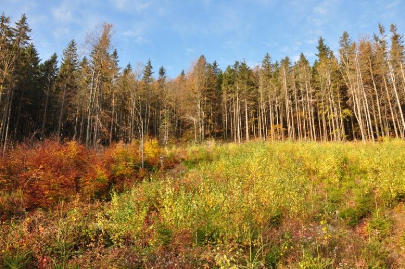 Ilustračné foto: Internetová stránka VÚLHM 